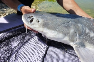 Jeseter biely ulovený na halibut peletu.