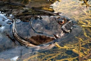 Halibut je majster v maskovaní a dokáže splynúť s prostredím v priebehu pár sekúnd.