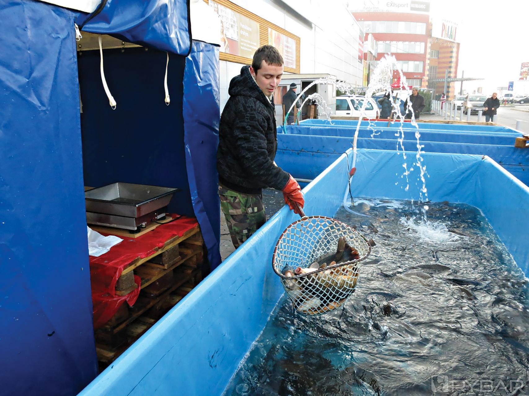 Tradičný vianočný predaj kaprov zaručuje stopercentnú čerstvosť rýb.