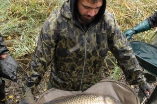 Rybári nosia matečné kapry na nosítkach, aby sa úplne eliminovalo ich poškodenie.