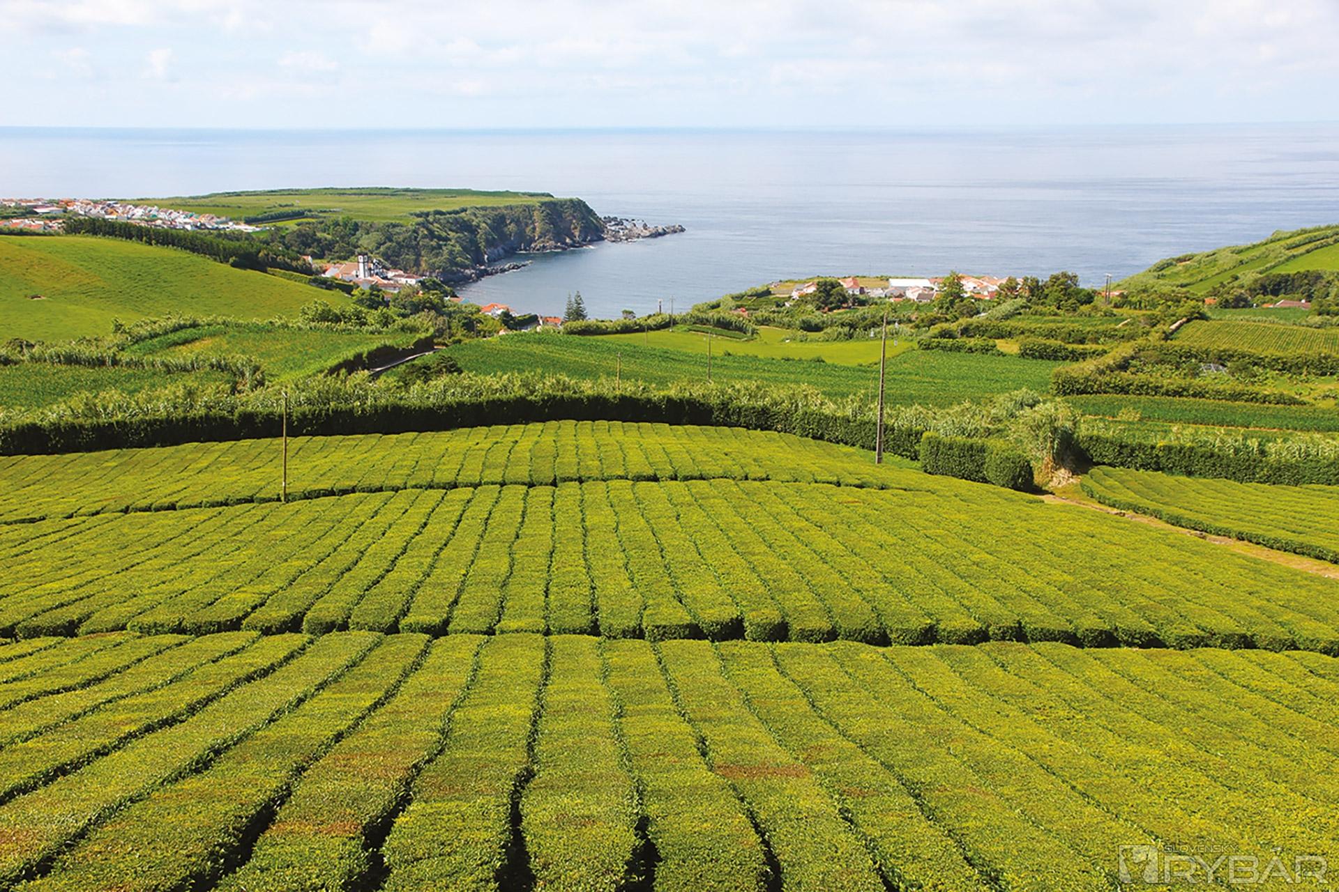 Jedna z dvoch čajových plantáží v Európe – Porto Formoso.