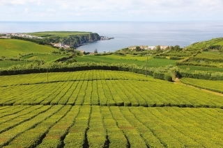 Jedna z dvoch čajových plantáží v Európe – Porto Formoso.