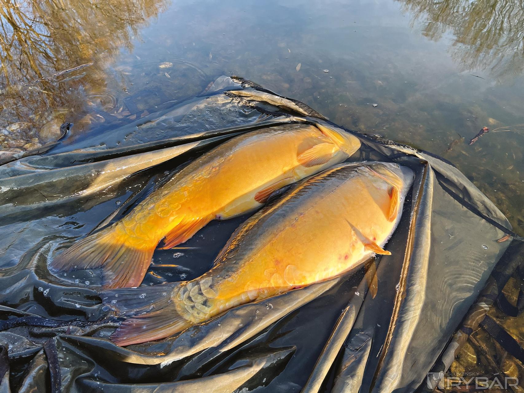 Novoročné double.