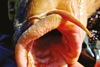 Masívne ústa z prirodzenej potravy, ktorej je na priehrade neúrekom.