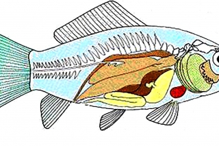 Anatómia rýb našich vôd