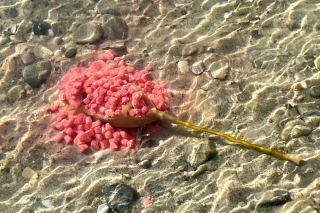 Fenomén method feeder