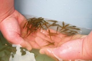 Už od veľkosti 2,5 - 3 cm sa začína u šťúk prejavovať kanibalizmus.
