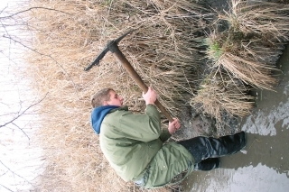 Výroba hniezda pre zubáča: najskôr treba získať korene ostrice...