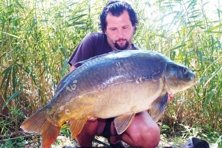 Maďarské lysce, ktoré boli ulovené na boilies na mieste prekŕmenom partiklom. Boli však do prasknutia nažraté partiklom; opäť som sa aj na tejto lokalite utvrdil v tom, že aj veľké kapry majú veľmi rady partikel.