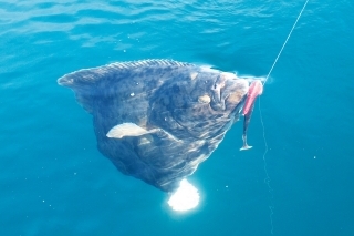 Halibut ulovený na giant jighead.