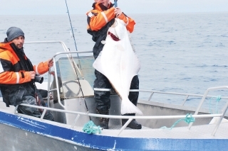 Halibut - 24 kg.