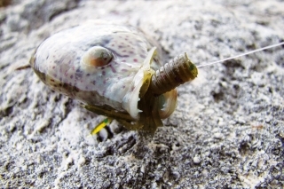 Úspešné boli aj malé chobotničky. Lovili sme šnorchlovaním s PET fľašou. Stačilo jemne poskakovať s chobotničkou na dne. O chvíľu chobotničku obkľúčili ryby, o pár sekúnd to už nejaká nevydržala a zabrala.