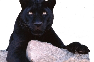 Čierny leopard 2