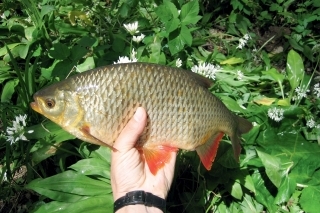 Veľká a mimoriadne bojovná červenica.