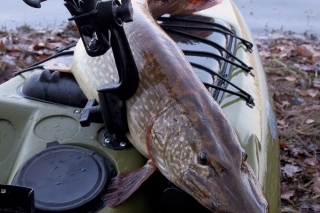 Šťuka 106 cm, ktorú ulovil na zraze kajakárov v decembri 2011 Pepa Rebroš.