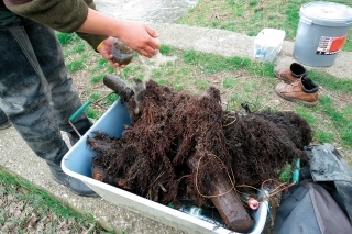 Ikry zubáča na vŕbových korienkoch pred vysadením opatrne kropíme vodou, aby sme ich prispôsobili zmene prostredia.