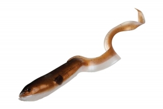 Na šťuky s veľkými nástrahami 2