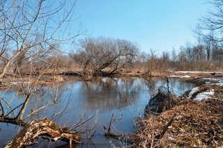Lov jalca maloústeho v malých riekach