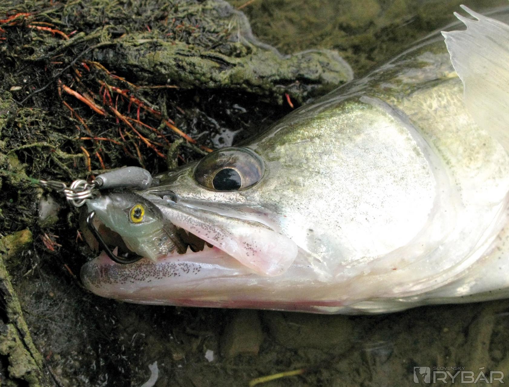 S montážou jig rig dokážeme využívať všetky výhody offsetového háčika, ako sú pevnosť nastraženia gumenej nástrahy či možnosť zamaskovania špičky háčika pri love medzi prekážkami.