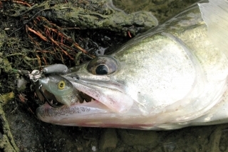 S montážou jig rig dokážeme využívať všetky výhody offsetového háčika, ako sú pevnosť nastraženia gumenej nástrahy či možnosť zamaskovania špičky háčika pri love medzi prekážkami.