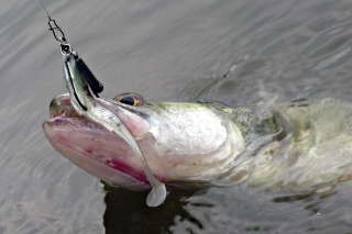 Zubáč neodolal nástrahe na montáži jig rig.