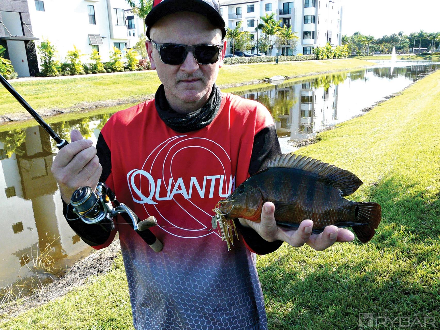 Mayan cichlid, v pozadí vidno lokalitu – sídlisko na kraji mesta.