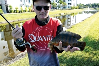 Mayan cichlid, v pozadí vidno lokalitu – sídlisko na kraji mesta.