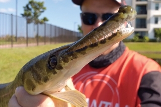 Alligator gar, pozostatok po praveku.