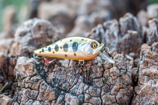 Model malý crankbait typu Shallow Runner (SR) (SP – neutrálne vyvážený vobler).