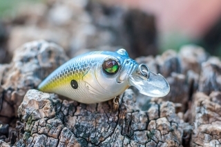 Model crankbait typu Shallow Runner (SR).