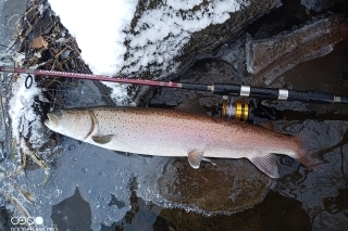 Krásna, zimná ryba cez 70 cm.