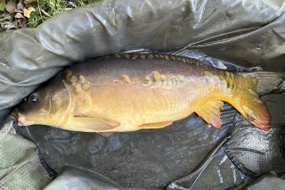 Method Feeder z bedne 6