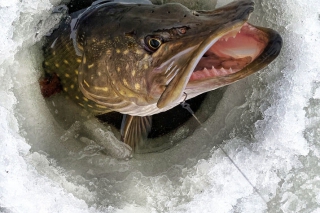 Lov na dierkach – (nielen) severský spôsob rybolovu