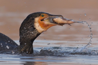 Ekologická katastrofa! Kam až vedie zaslepenosť...