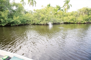 Tarpon uniká do mangrovníkov.