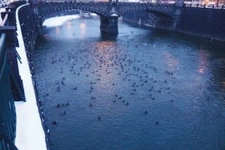 Lov kormoránov na rieke Radbuza v centre Plzne.