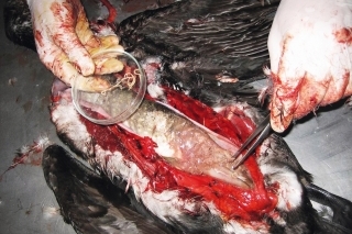 V žalúdku ulovených kormoránov sa nachádza okrem rýb aj množstvo škrkaviek a ďalších parazitov.