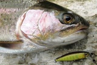 Oklamaný dúhak na Illex Tiny Fry, farba potočák.