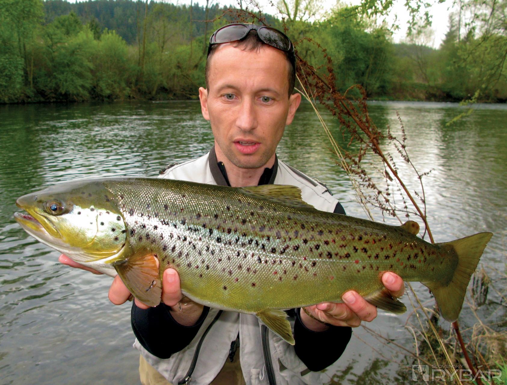 Trout stalking 1