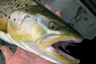 Trout stalking 2