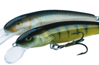 Salmo minnow.