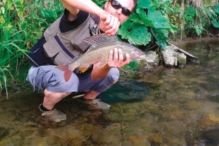 45 cm lipeň z Revúcej.