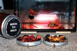 Zaujala nás novinka od Black Label Baits: mix dipovaných červov ako nástraha na háčik, či na vlas.