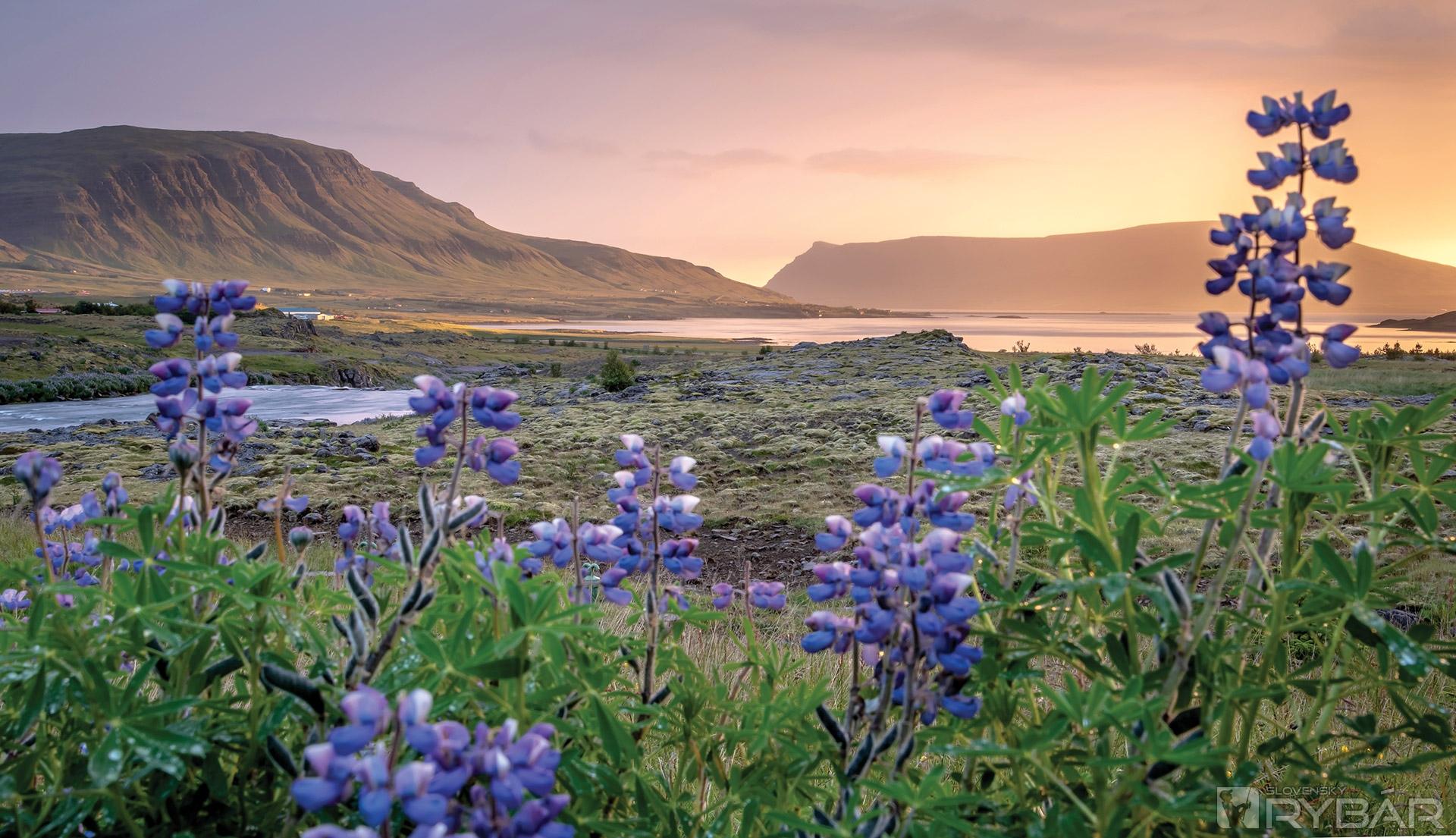 Muškárenie na Islande 9
