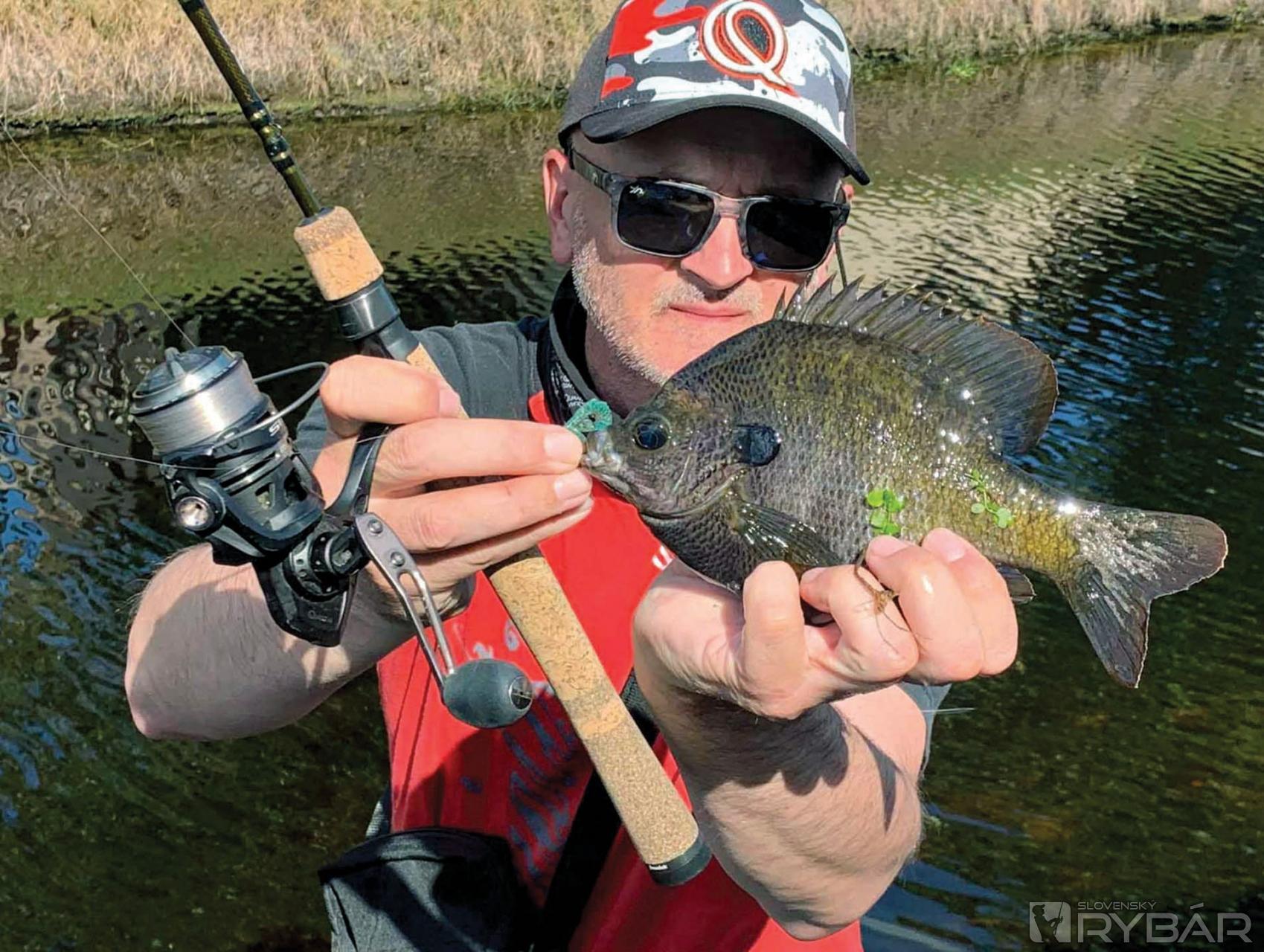Veľmi hojný obyvateľ kanálov, bluegill. Ide o príbuzného našej slnečnice. Dospelý jedinec je veľmi agresívny, keď je v húfe.