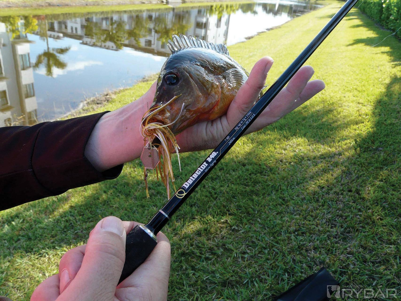 Mayan cichlid, pomalý, opatrný akváriový druh. Dovtedy naháňa krátkymi výpadmi korisť, nezvykle veľkú, kým neuspeje. V tomto prípade 4Street charter, určený na veľké bassy.