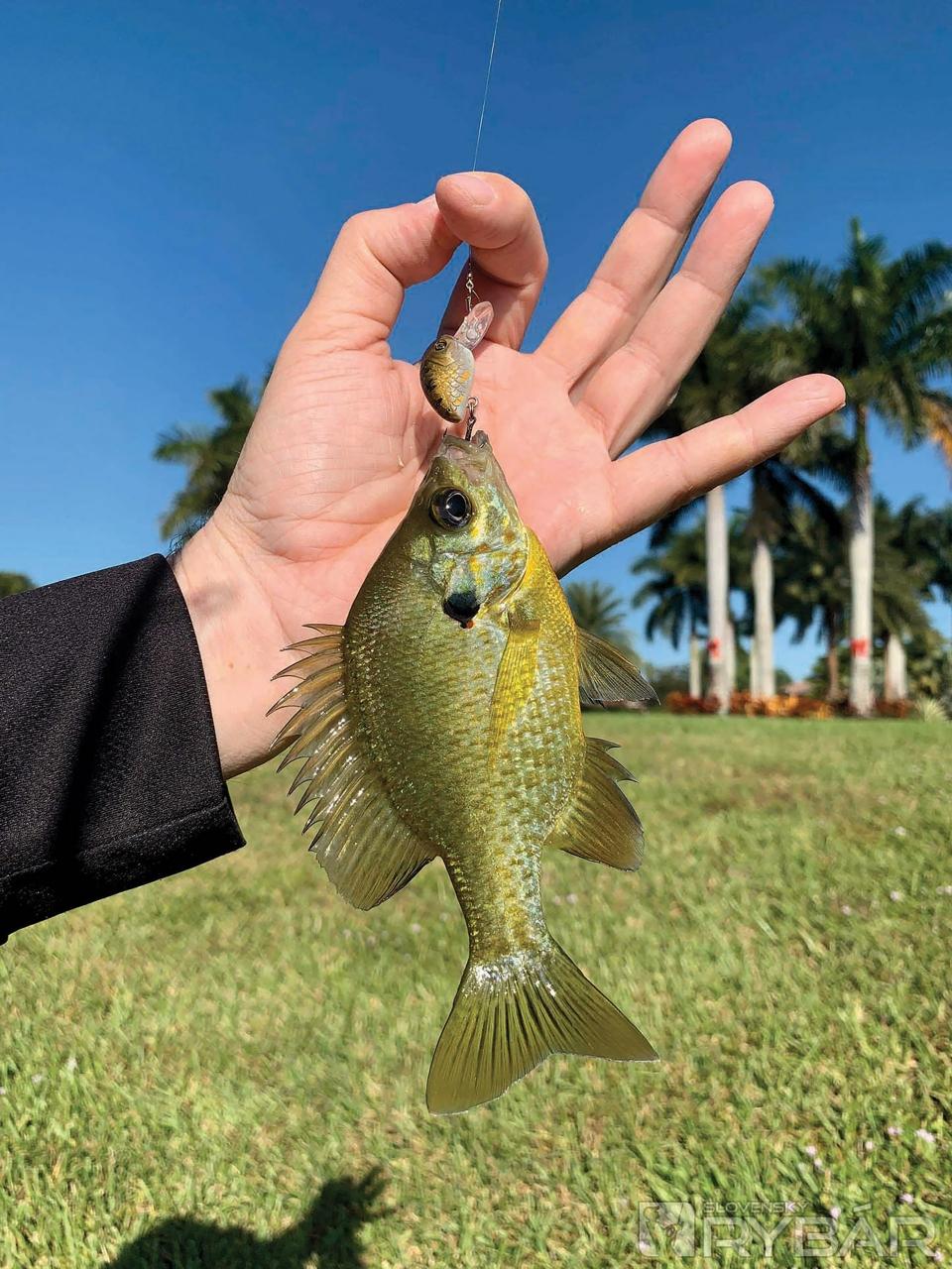 Spotted sunfish, drobná slnečnica. Žije v porastoch tráv, ale na svoju veľkosť je to prekvapivý  agresor. Veľkosť nástrahy nehrala rolu.