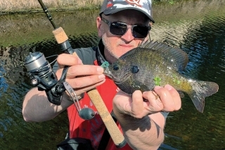 Veľmi hojný obyvateľ kanálov, bluegill. Ide o príbuzného našej slnečnice. Dospelý jedinec je veľmi agresívny, keď je v húfe.