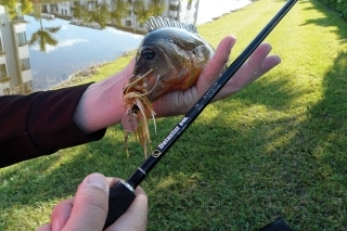 Mayan cichlid, pomalý, opatrný akváriový druh. Dovtedy naháňa krátkymi výpadmi korisť, nezvykle veľkú, kým neuspeje. V tomto prípade 4Street charter, určený na veľké bassy.