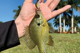Spotted sunfish, drobná slnečnica. Žije v porastoch tráv, ale na svoju veľkosť je to prekvapivý  agresor. Veľkosť nástrahy nehrala rolu.